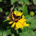 butterfly, flower, nature, insect, pollination, wings, yellow, summertime, natural, garden, nectar, wild, beauty, gardening, foliage, environment, petal, colorful, entomology, ecosystem