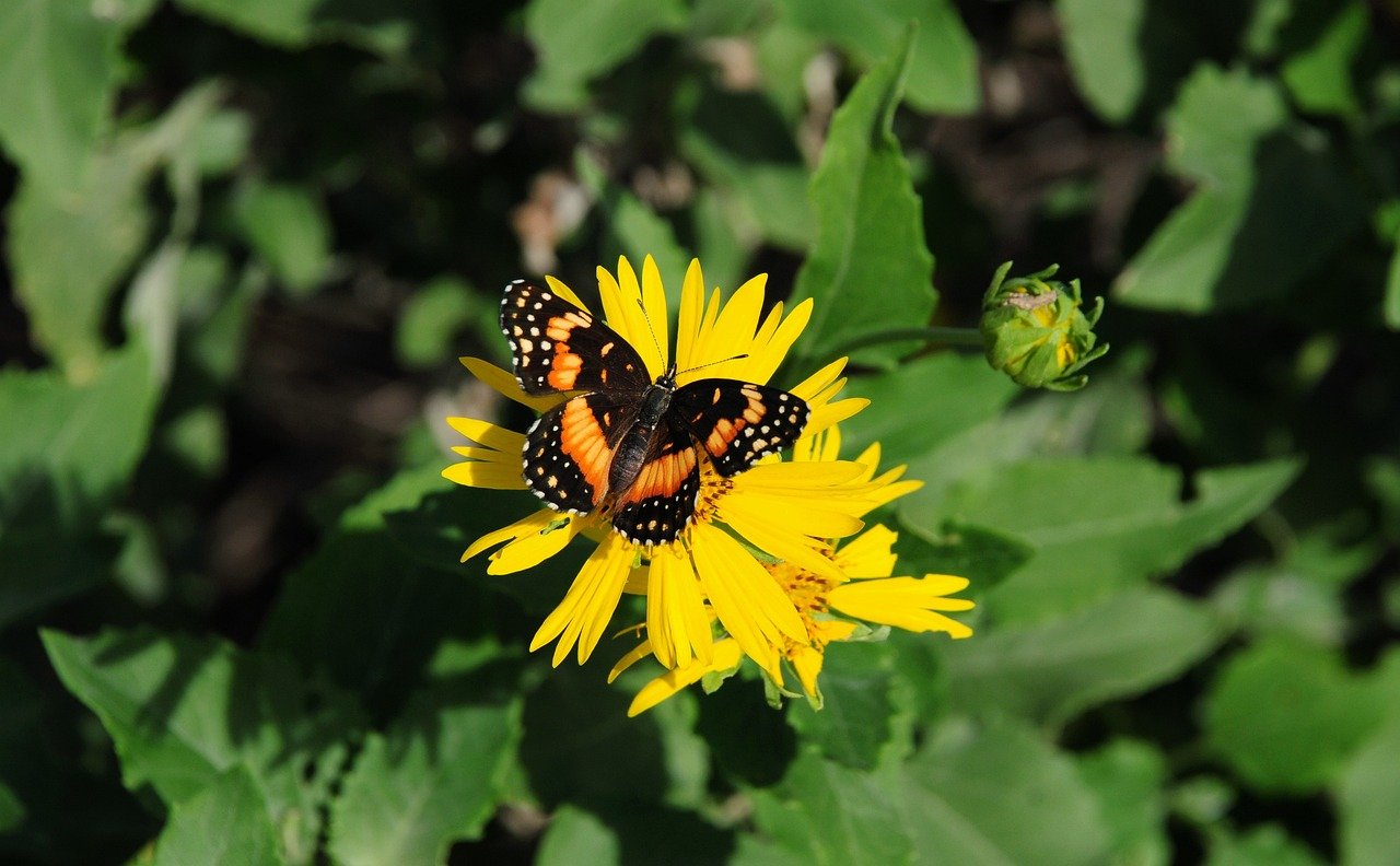 butterfly, flower, nature, insect, pollination, wings, yellow, summertime, natural, garden, nectar, wild, beauty, gardening, foliage, environment, petal, colorful, entomology, ecosystem