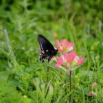 butterfly, nature, insect, wings, pollination, flower, garden, green, pink flower, black butterfly, wildflowers, colorful, nature details, macro photography, natural beauty, summer, blooming, focused, scenic