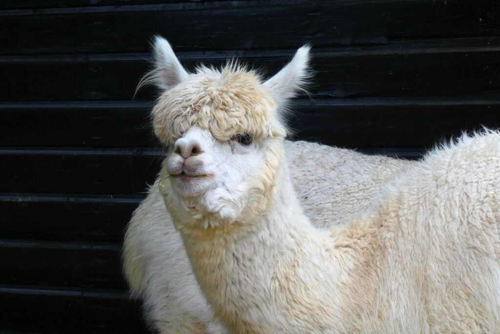 animal, alpaca, mammal, wool, kind, fauna, farm, coat, cup, nature, portrait, detail, petting zoo