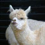 animal, alpaca, mammal, wool, kind, fauna, farm, coat, cup, nature, portrait, detail, petting zoo