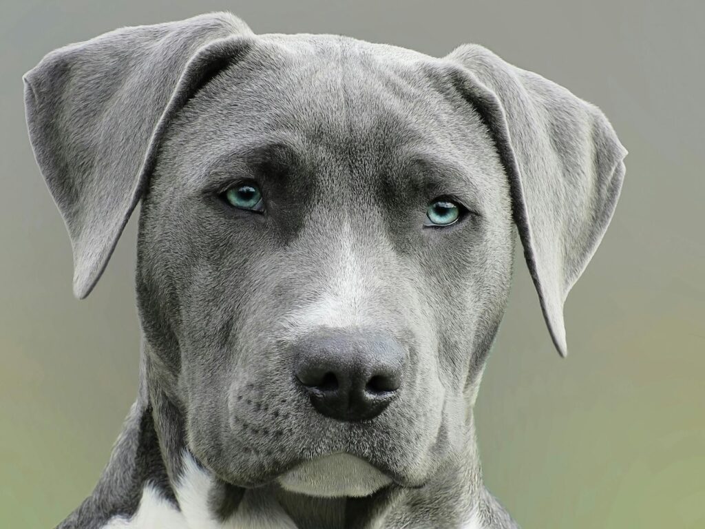 High-resolution close-up portrait of a gray dog with striking blue eyes, capturing elegant features.