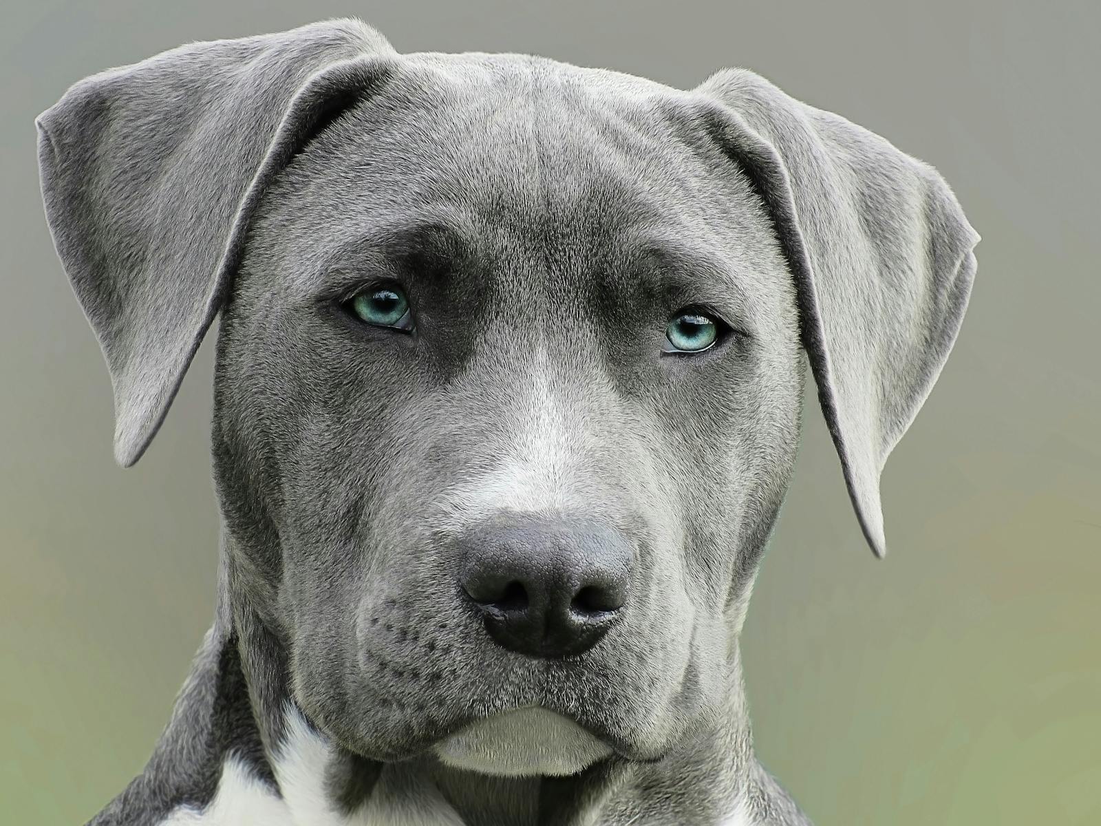 High-resolution close-up portrait of a gray dog with striking blue eyes, capturing elegant features.