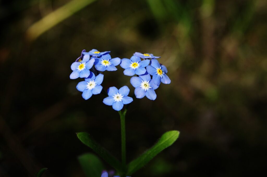 forget-me-not, flower, heart, love, romance, flower wallpaper, flower background, beautiful flowers, myosotis, symbolic, nature, black love, black heart, black natural