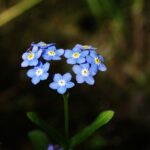 forget-me-not, flower, heart, love, romance, flower wallpaper, flower background, beautiful flowers, myosotis, symbolic, nature, black love, black heart, black natural