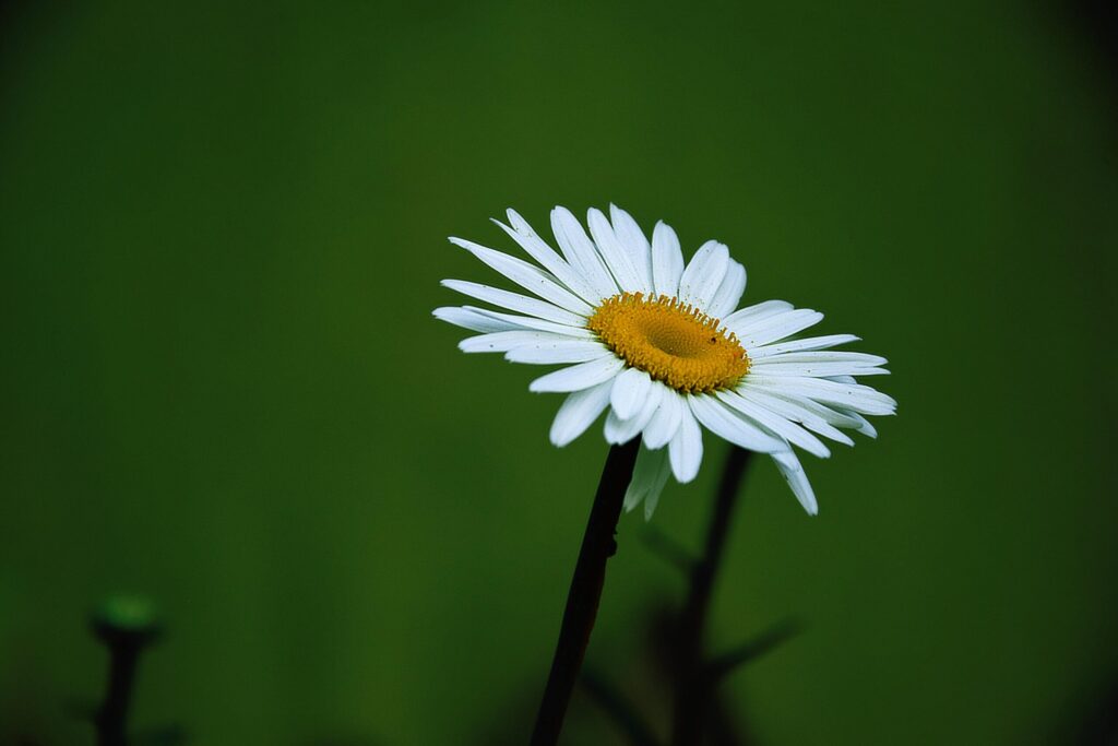 A beautiful close-up of a single daisy with white petals and yellow center against a lush green background.