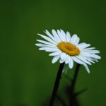 A beautiful close-up of a single daisy with white petals and yellow center against a lush green background.