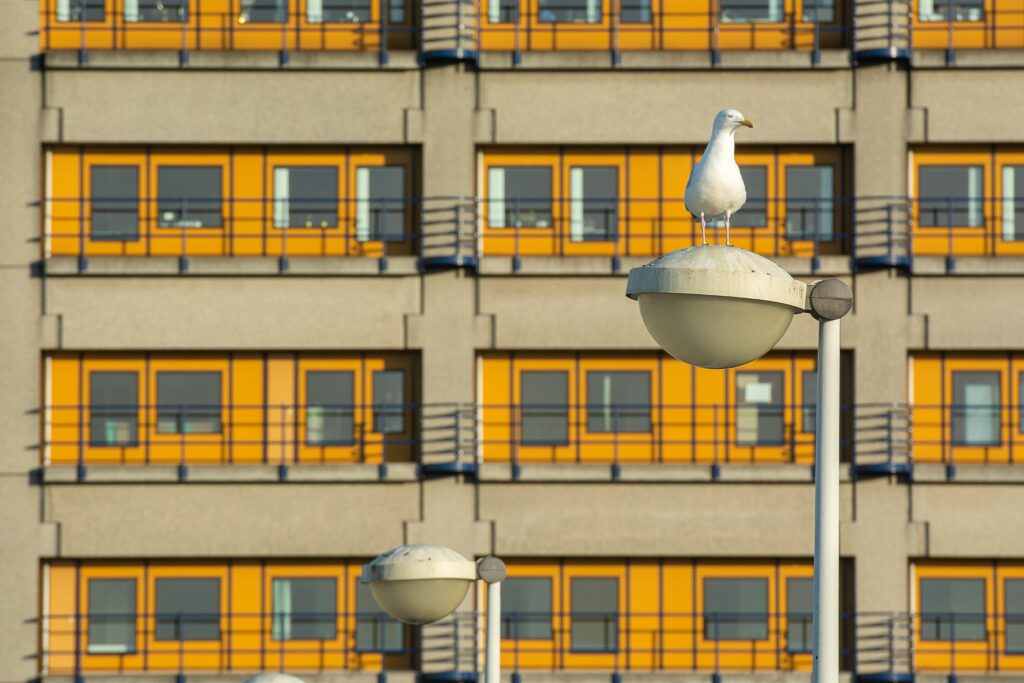 A seagull perched on a streetlight with yellow windowed building backdrop. Urban wildlife scene.
