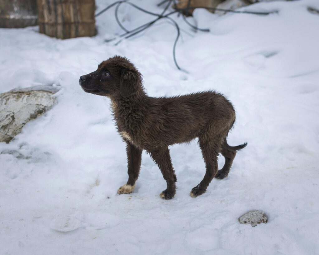 A cute brown stray puppy standing in the snow, surrounded by a wintery landscape.