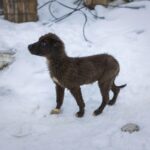 A cute brown stray puppy standing in the snow, surrounded by a wintery landscape.