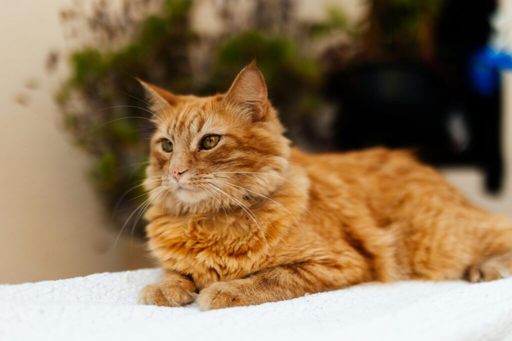 Charming ginger cat lying on a cozy white blanket indoors, looking calm and content.