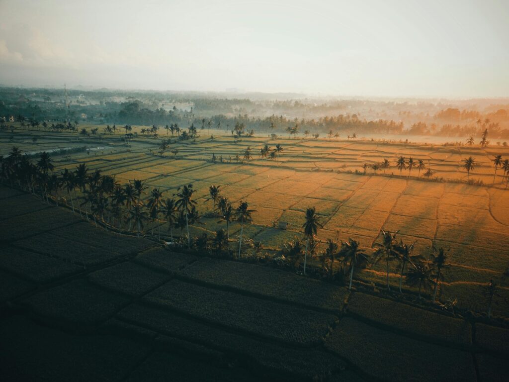 Drone shot capturing a serene tropical farmland with coconut trees at sunrise.