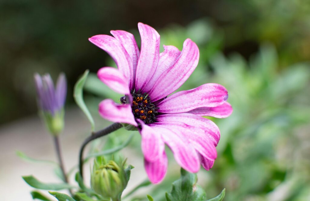 Vibrant close-up of a pink African daisy with a blurred background, showcasing its delicate petals.