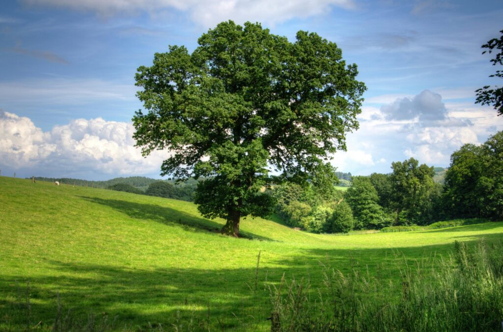 Serene landscape of a sunny countryside field with a prominent oak tree and lush greenery, perfect for nature backgrounds.