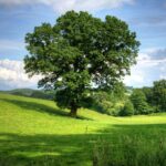 Serene landscape of a sunny countryside field with a prominent oak tree and lush greenery, perfect for nature backgrounds.