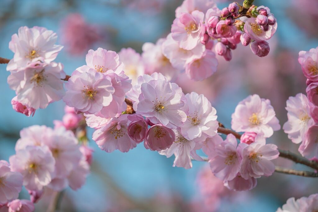 cherry blossom, spring, pink flowers, hd wallpaper, tree branches, clear sky, 4k wallpaper, beautiful wallpaper, laptop wallpaper, nature, cool backgrounds, flower photography, romantic, desktop backgrounds, free wallpaper, 4k wallpaper 1920x1080, peaceful, fresh, mac wallpaper, windows wallpaper, beauty, tree bark, wallpaper hd, grace, garden, sunlight, wallpaper 4k, nature walk, nature art, background, full hd wallpaper, june, free background, detail