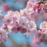 cherry blossom, spring, pink flowers, hd wallpaper, tree branches, clear sky, 4k wallpaper, beautiful wallpaper, laptop wallpaper, nature, cool backgrounds, flower photography, romantic, desktop backgrounds, free wallpaper, 4k wallpaper 1920x1080, peaceful, fresh, mac wallpaper, windows wallpaper, beauty, tree bark, wallpaper hd, grace, garden, sunlight, wallpaper 4k, nature walk, nature art, background, full hd wallpaper, june, free background, detail