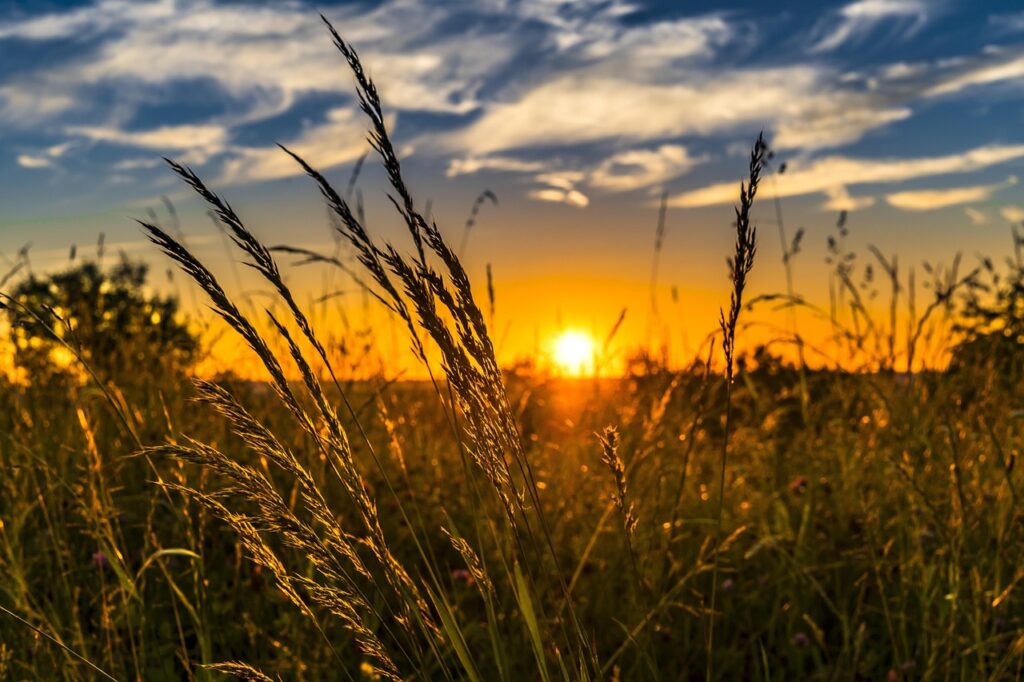 wheat, field, sunset, backlighting, wheat field, barley, crops, wheat crops, arable land, agriculture, farm, farming, cultivation, nature, landscape, rural, countryside, summer, meadow, sun, grasses, afterglow, dusk, wheat, wheat, field, sunset, sunset, sunset, crops, agriculture, agriculture, agriculture, agriculture, farm, farm, farm, farm, farm, farming, farming, summer, summer, summer, summer, sun, sun, sun