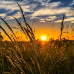 wheat, field, sunset, backlighting, wheat field, barley, crops, wheat crops, arable land, agriculture, farm, farming, cultivation, nature, landscape, rural, countryside, summer, meadow, sun, grasses, afterglow, dusk, wheat, wheat, field, sunset, sunset, sunset, crops, agriculture, agriculture, agriculture, agriculture, farm, farm, farm, farm, farm, farming, farming, summer, summer, summer, summer, sun, sun, sun