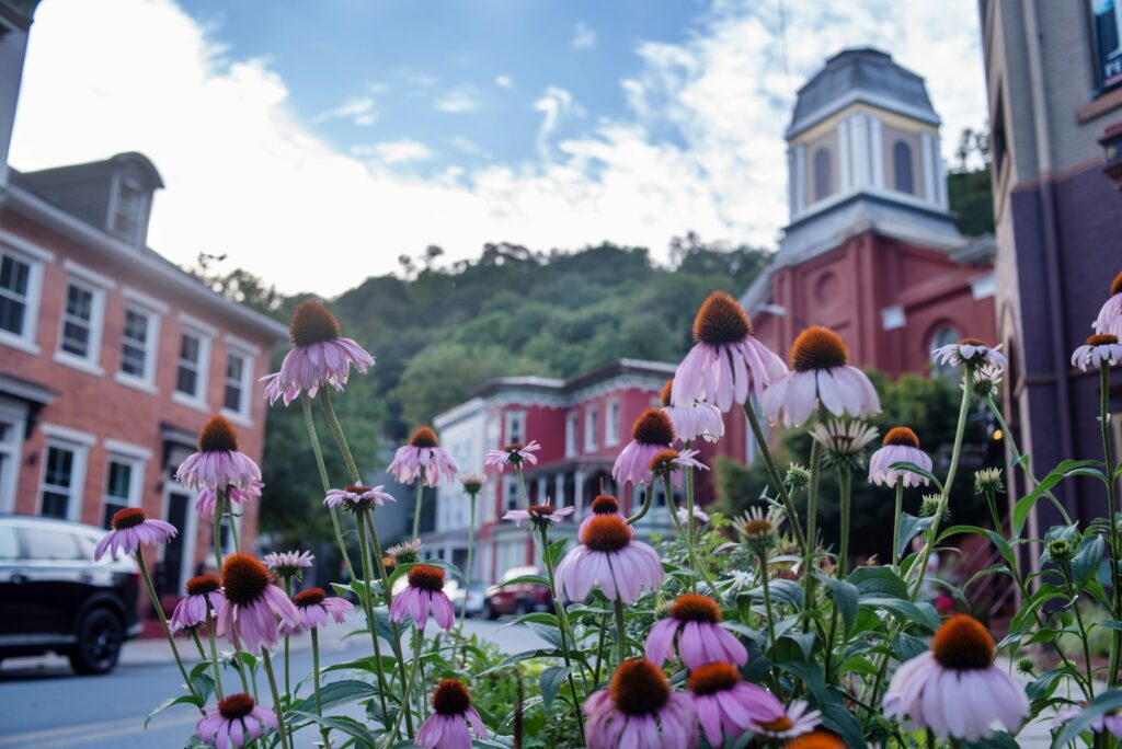 Pink coneflowers bloom in front of historic buildings.