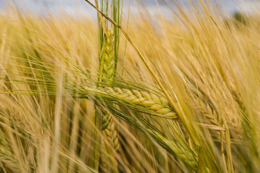 An intricate view of a ripe barley field with golden ears swaying in the summer breeze.