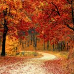 A picturesque autumn scene featuring a winding path through a vibrant forest of red and orange leaves.