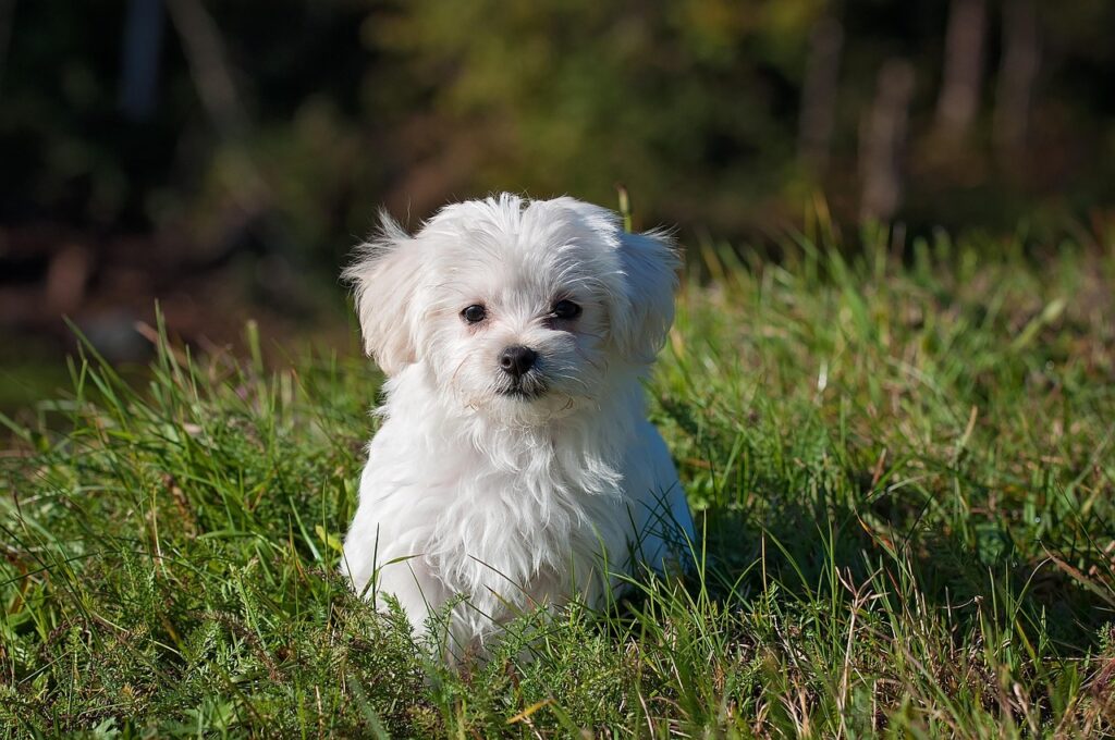 maltese, dog, puppy, small dog, white dog, young, pet, animal, young dog, domestic dog, canine, mammal, cute, adorable, meadow, nature, outdoors, portrait, animal portrait