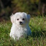maltese, dog, puppy, small dog, white dog, young, pet, animal, young dog, domestic dog, canine, mammal, cute, adorable, meadow, nature, outdoors, portrait, animal portrait