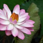 water lily, lotus, water fu yung, pink