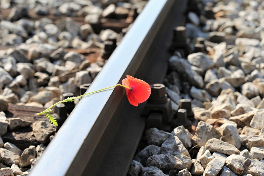 red poppy on railway, lost love, touching, loving memory, tragedy, tragic, romantic, deep emotions, sorrow, sadness, remembering, spring, natural, wild, nature, rail, track, outdoor
