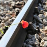 red poppy on railway, lost love, touching, loving memory, tragedy, tragic, romantic, deep emotions, sorrow, sadness, remembering, spring, natural, wild, nature, rail, track, outdoor