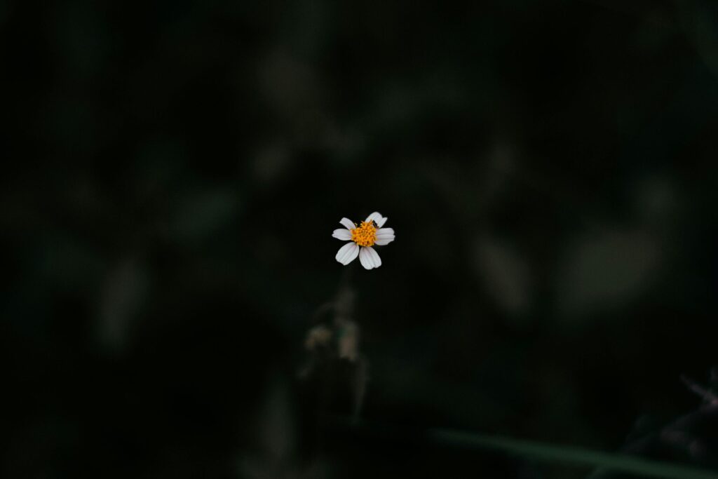 A solitary white daisy stands out against a dark, moody backdrop, showcasing nature's simplicity.