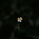 A solitary white daisy stands out against a dark, moody backdrop, showcasing nature's simplicity.