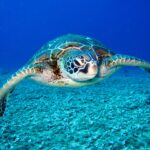 Close-up of a sea turtle gracefully swimming underwater, showcasing marine life in its natural habitat.