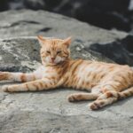 A ginger cat comfortably lying on rocks, basking in the warm outdoor setting.