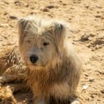 A shaggy white dog covered in dirt lies on a sandy terrain under the sun, looking relaxed.