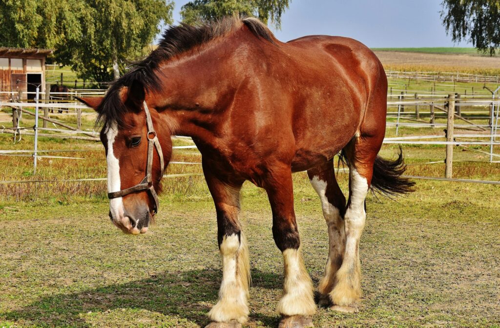 Close-up of a Clydesdale horse standing in a sunny rural pasture with a harness.