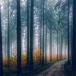 Scenic view of a misty forest path in autumn with sunlight filtering through the trees.