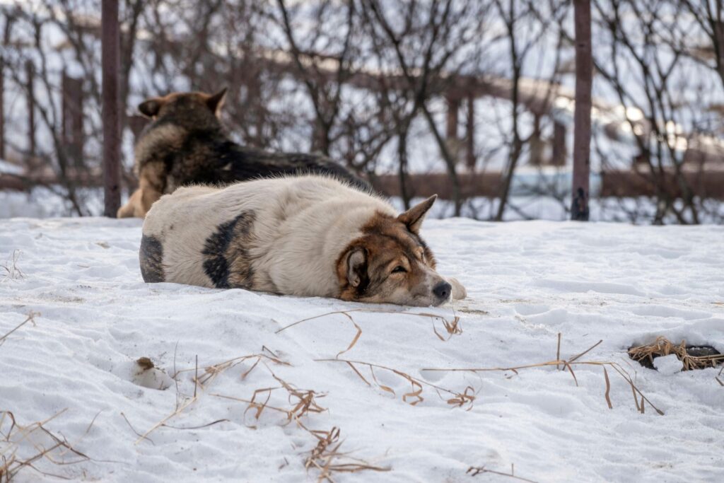 Two dogs resting on snowy ground in a tranquil winter landscape.