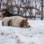 Two dogs resting on snowy ground in a tranquil winter landscape.