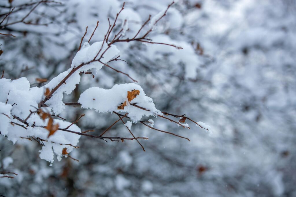 A close-up of snow-covered branches in a winter park, capturing frosty beauty.