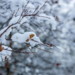 A close-up of snow-covered branches in a winter park, capturing frosty beauty.