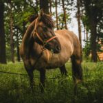 A brown horse with a bridle grazing amidst lush greenery in a serene forest setting.