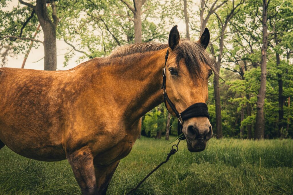 A beautiful brown horse in a lush forest setting offers a serene nature scene.
