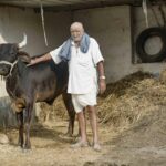 Senior Indian man standing with cow in a rural courtyard in Rajasthan, India.