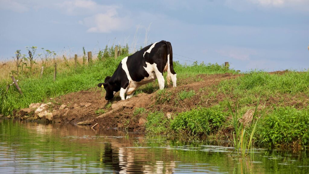 A Holstein cow grazing by a tranquil riverside in a lush rural landscape.