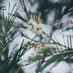 Detailed shot of Mimosa pudica flowers amidst leaves in natural setting, Sri Lanka.