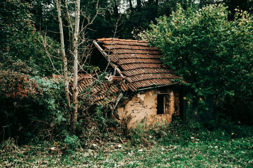 An old, dilapidated house surrounded by dense forest vegetation.