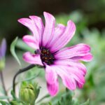 Vibrant close-up of a pink African daisy with a blurred background, showcasing its delicate petals.