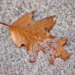 Brown maple leaf covered in sand grains on a textured surface, capturing autumn's essence.